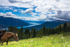 Canada-British Columbia-Chilko Explorer and Pack Trip Combo